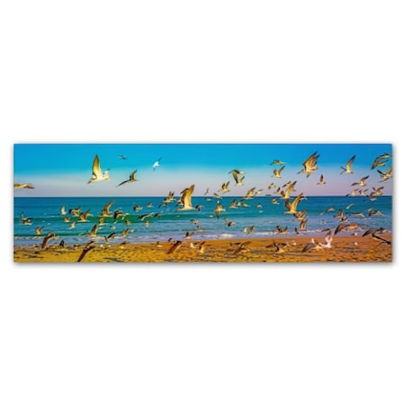 Preston 'Florida Beach Birds' Canvas Art,8x24